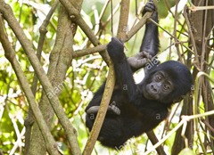 baby gorilla in tree'